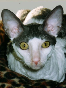 cat