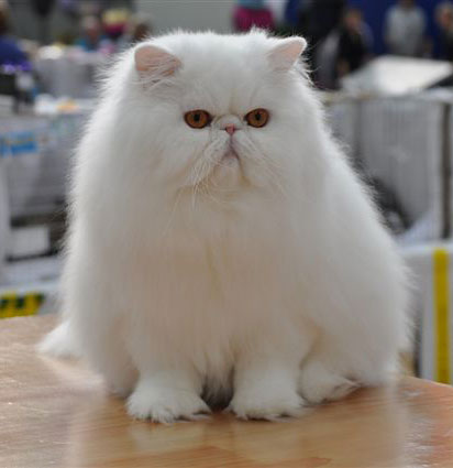 persian cat